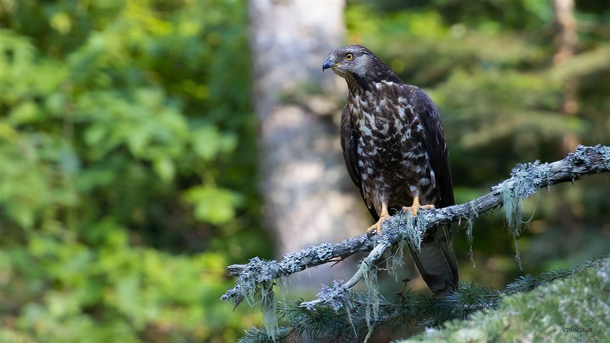 European Honey Buzzard