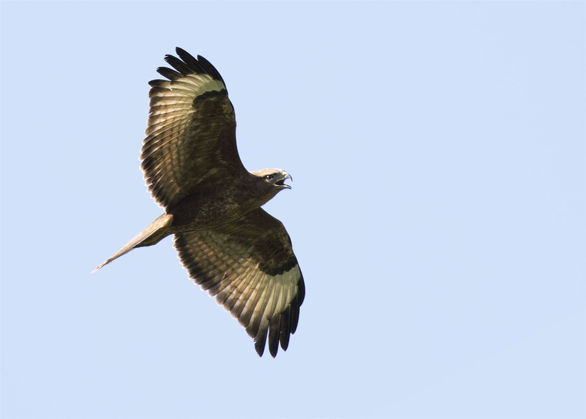 Common Buzzard