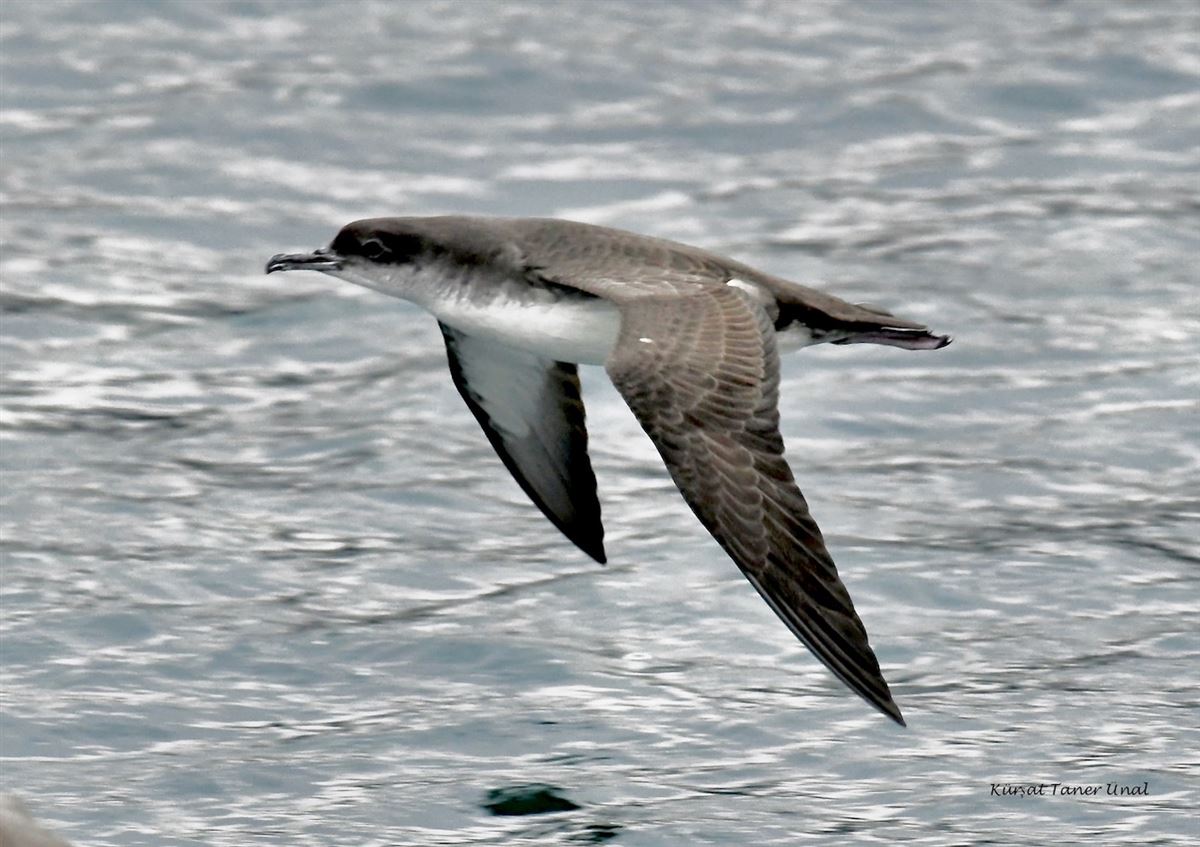 Yelkouan Shearwater
