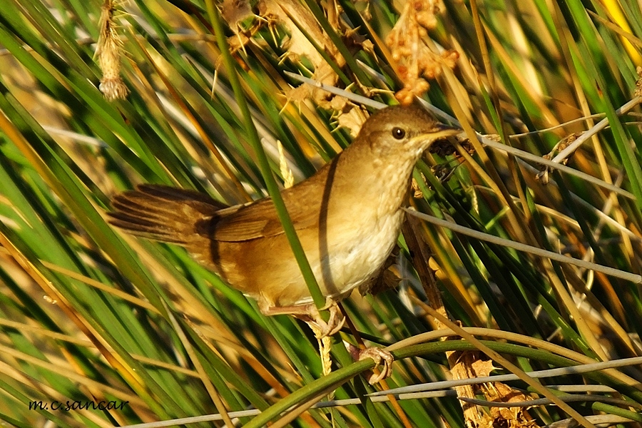 Savi`s Warbler