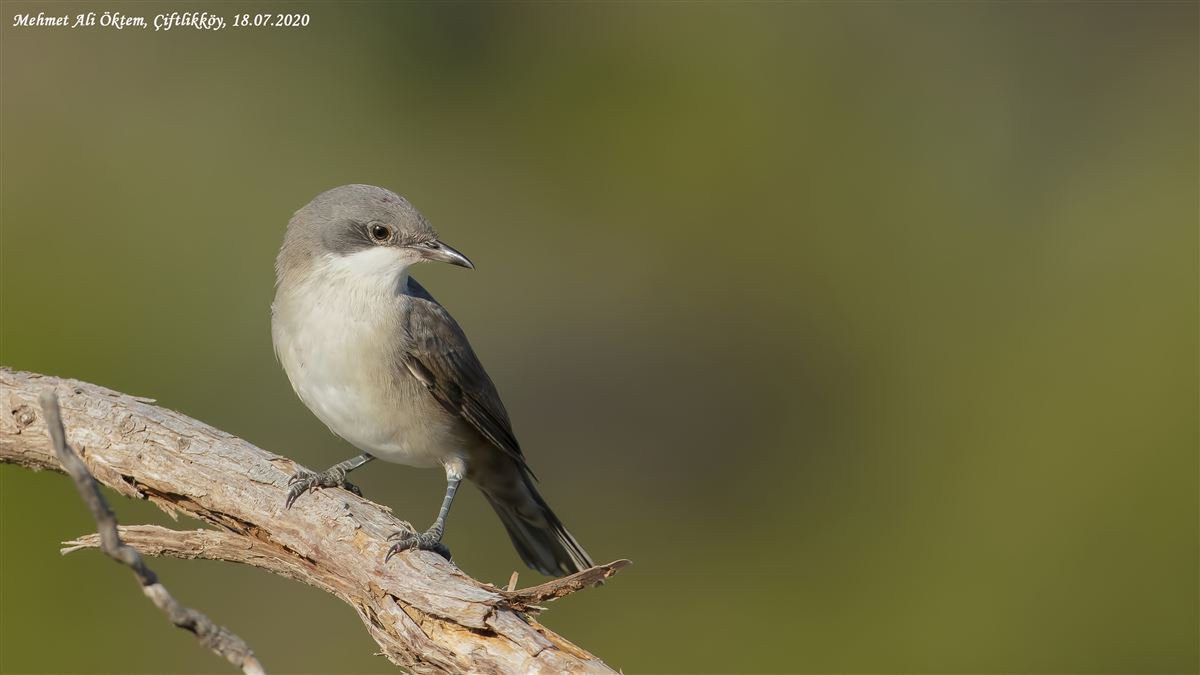 Eastern Orphean Warbler
