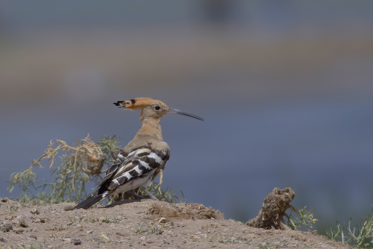 Common Hoopoe