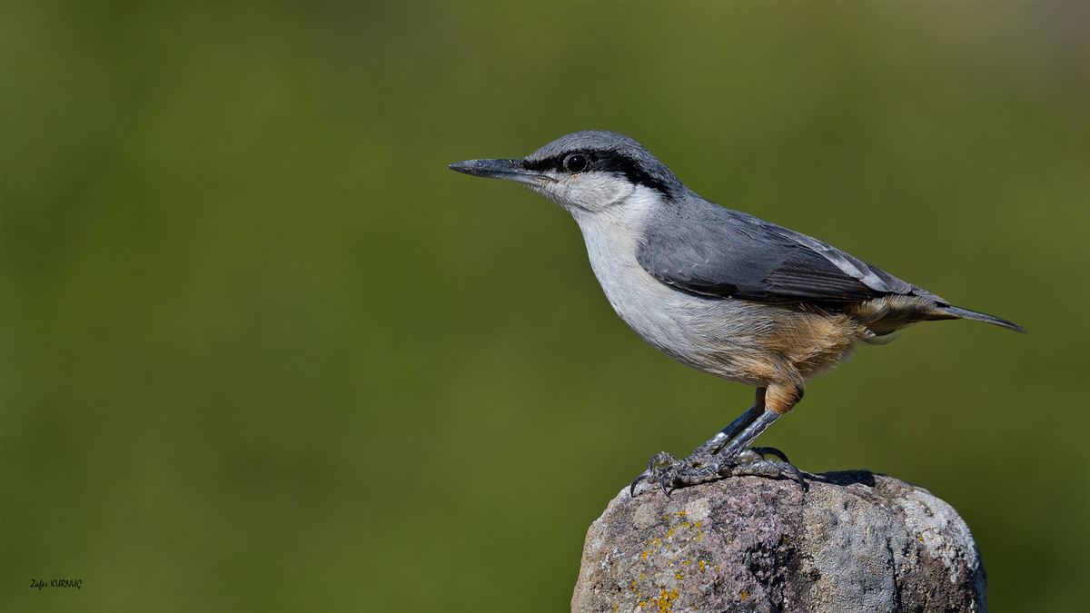 Western Rock Nuthatch