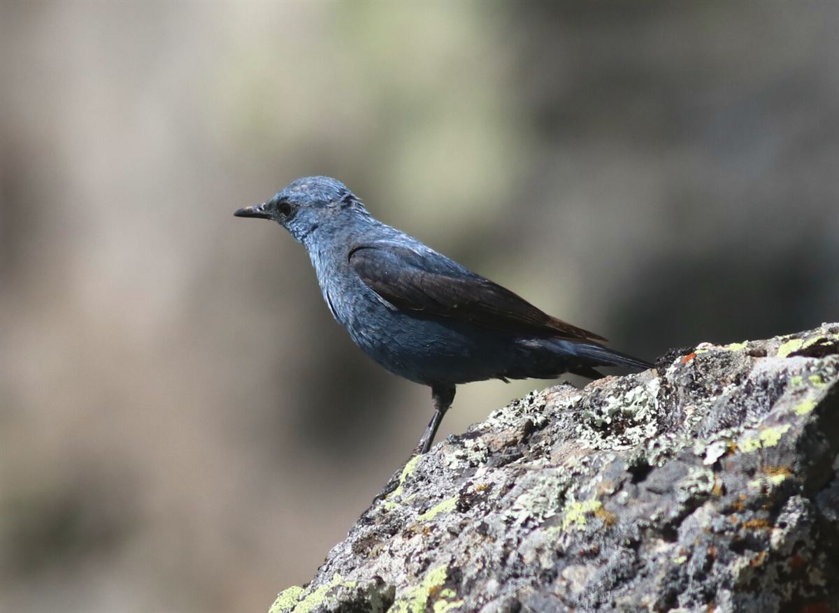 Blue Rock Thrush