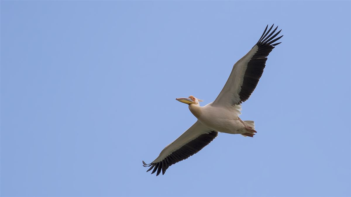 Great White Pelican