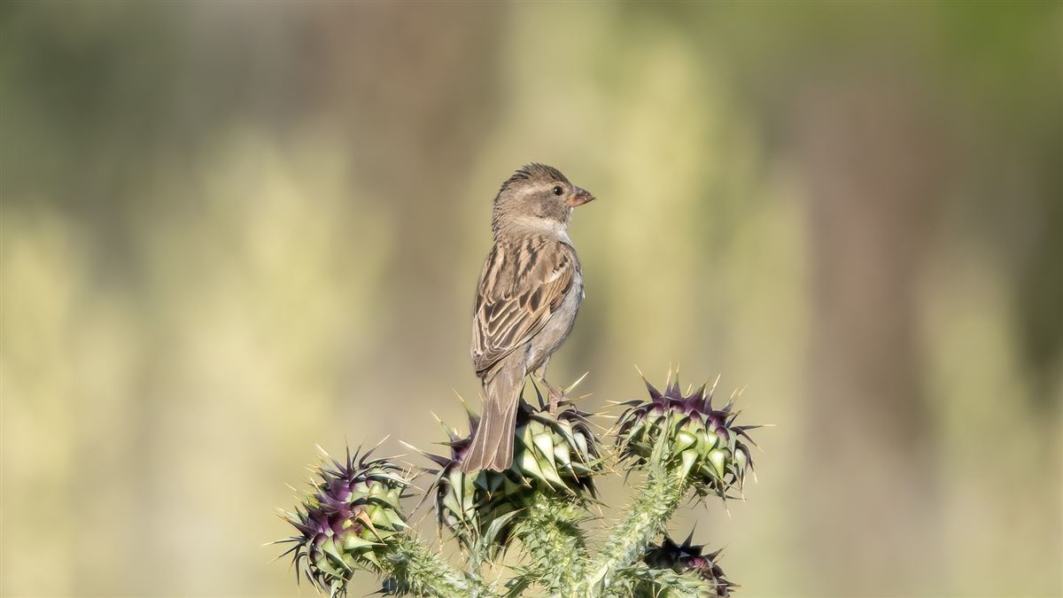 House Sparrow