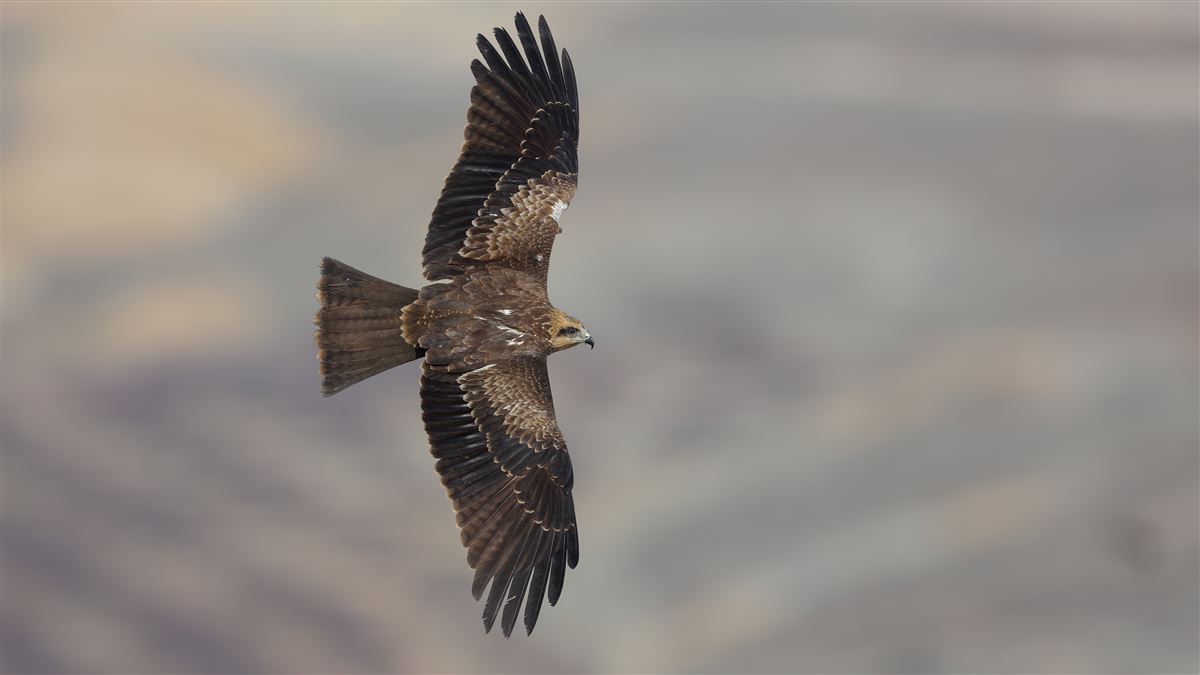 Black Kite
