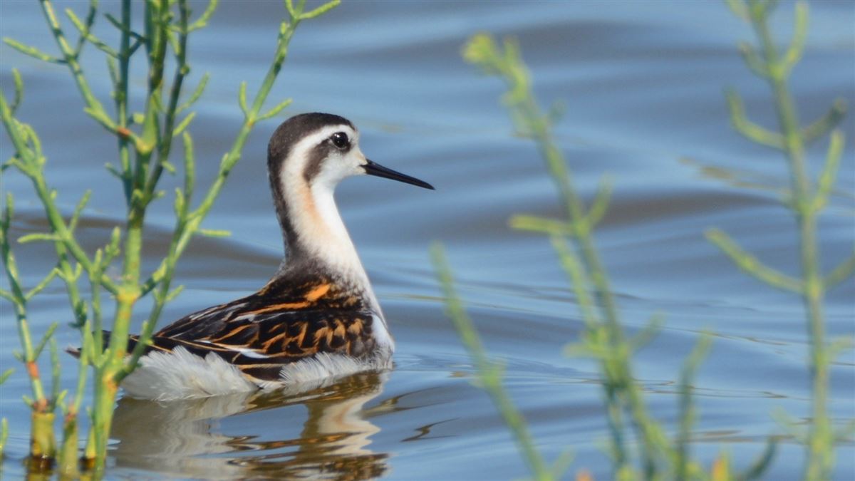Red-necked Phalarope