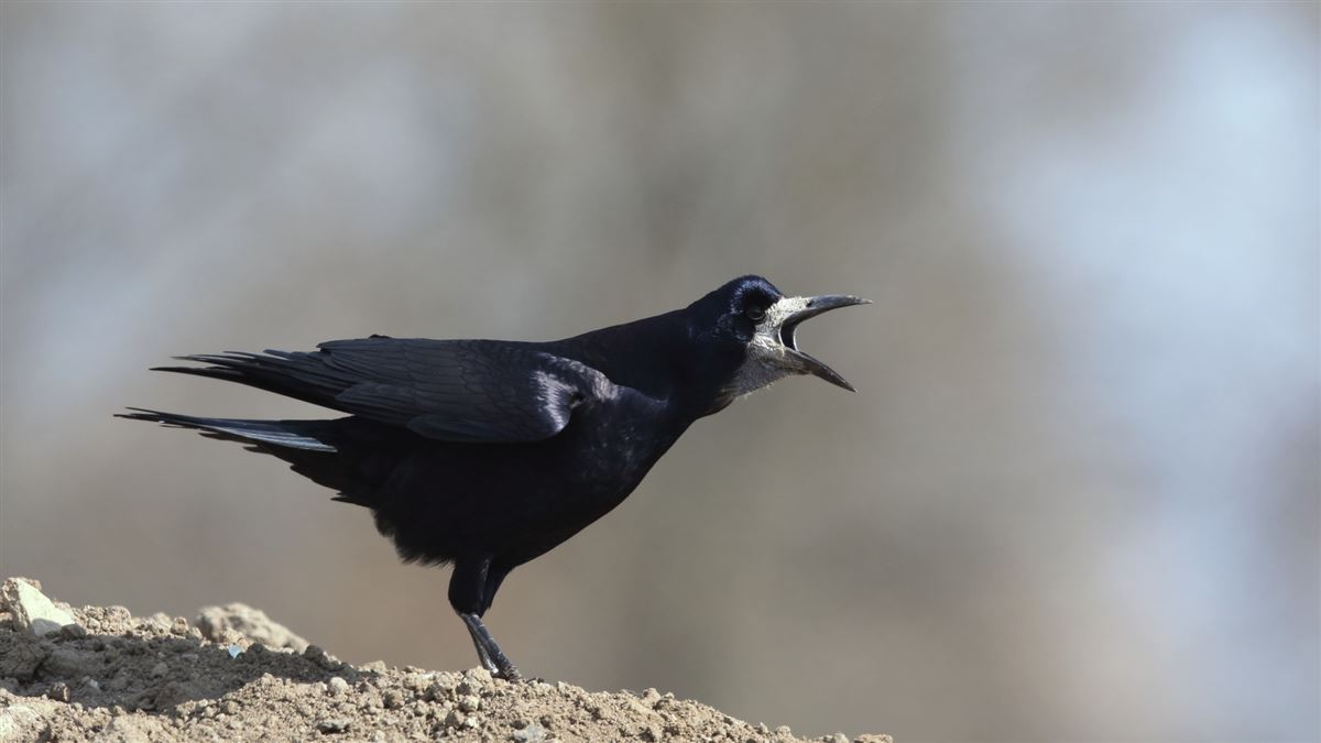 Rook