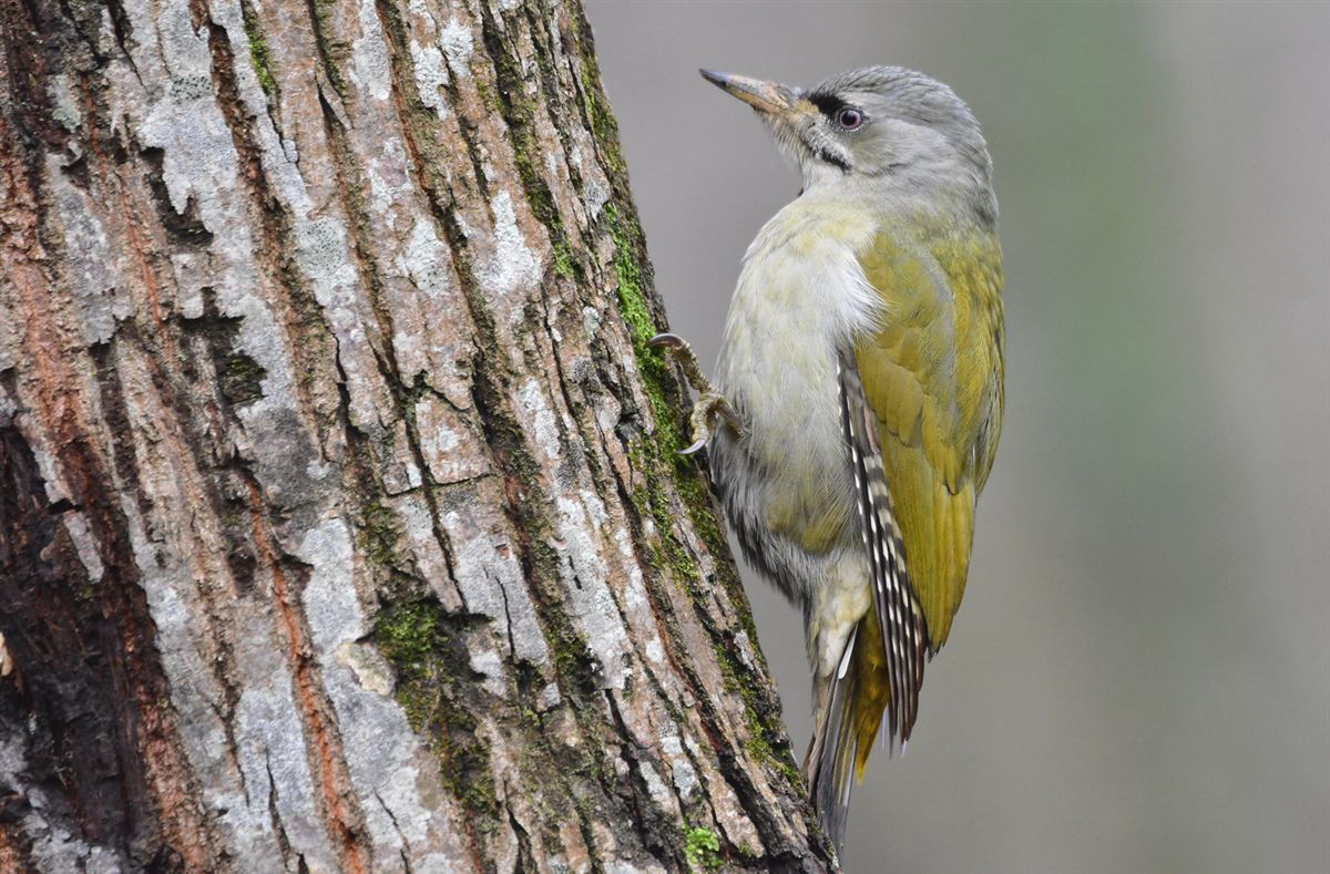 Grey-headed Woodpecker