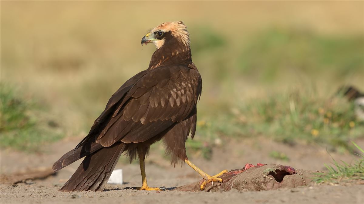 Western Marsh Harrier
