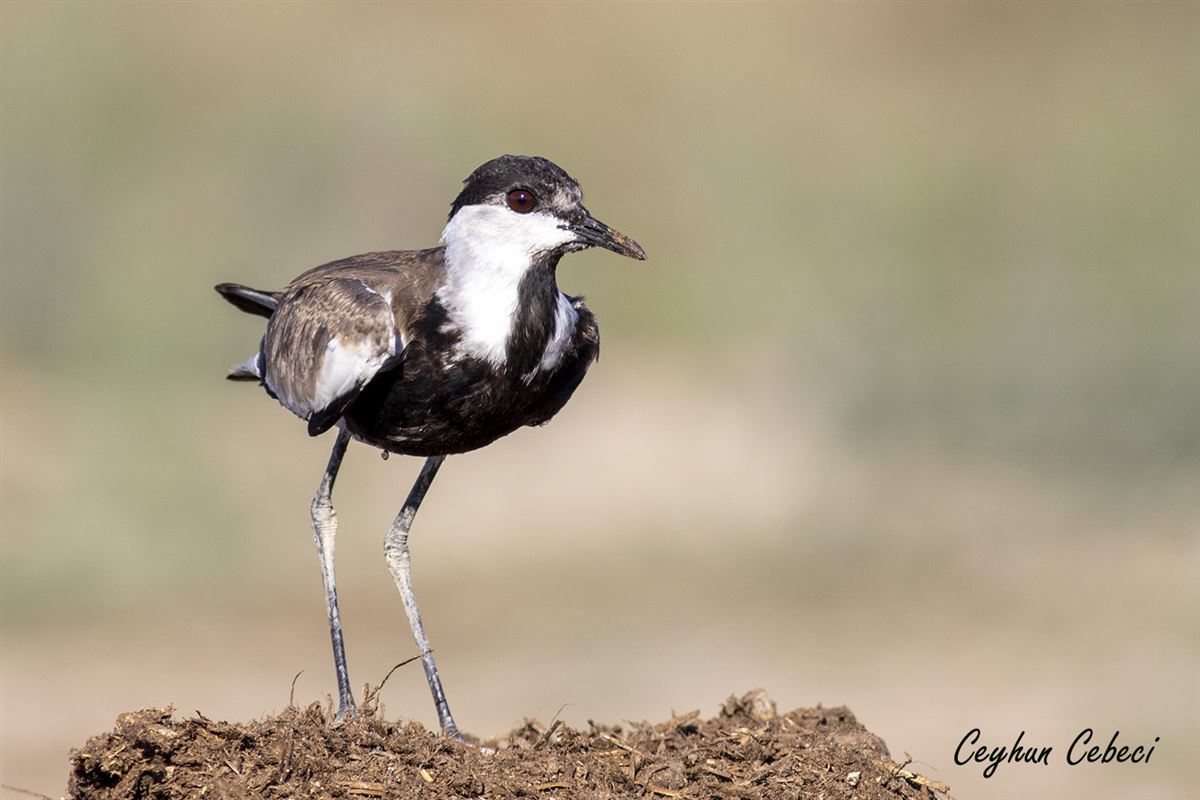 Spur-winged Lapwing