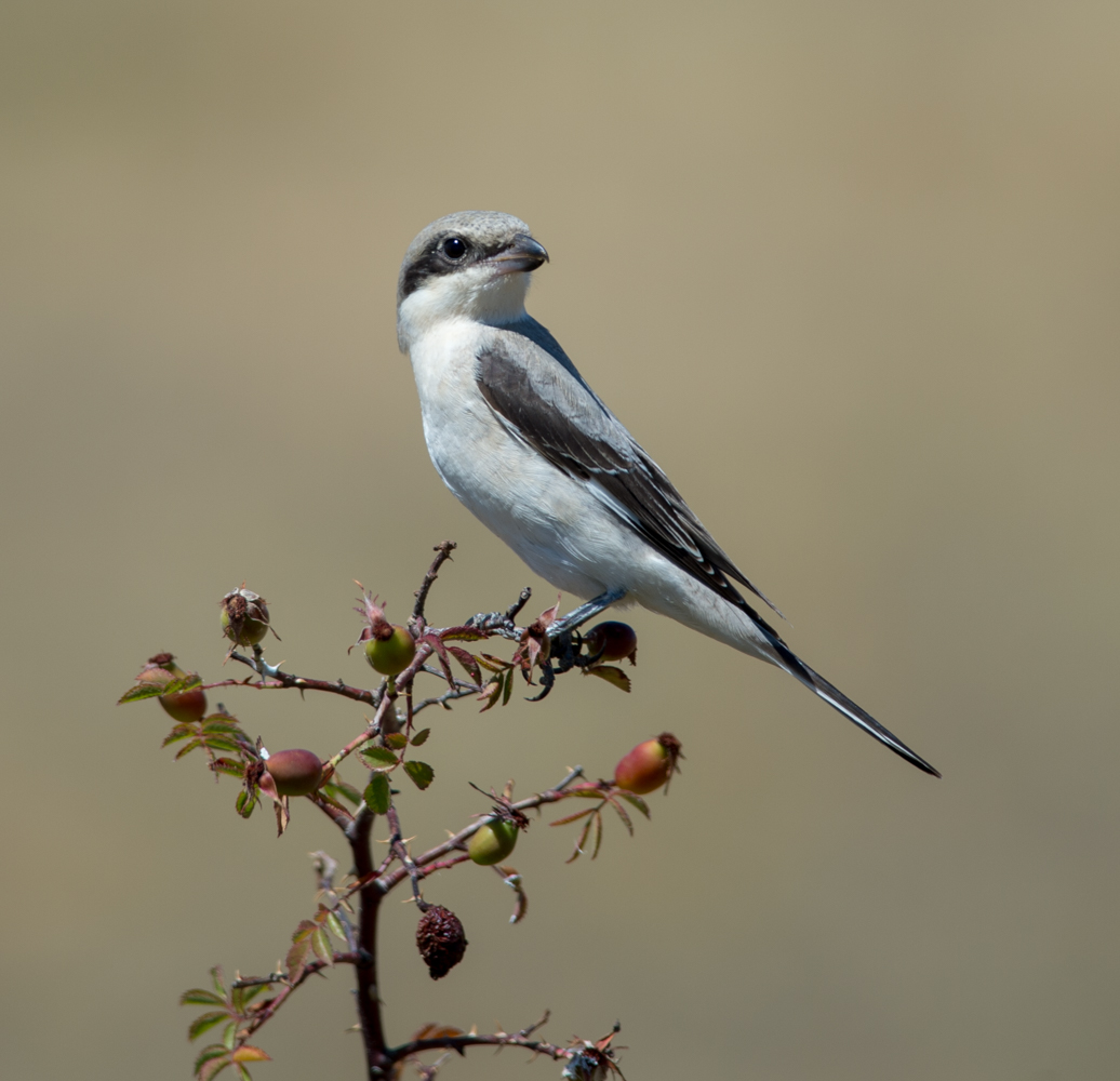 Lesser Grey Shrike