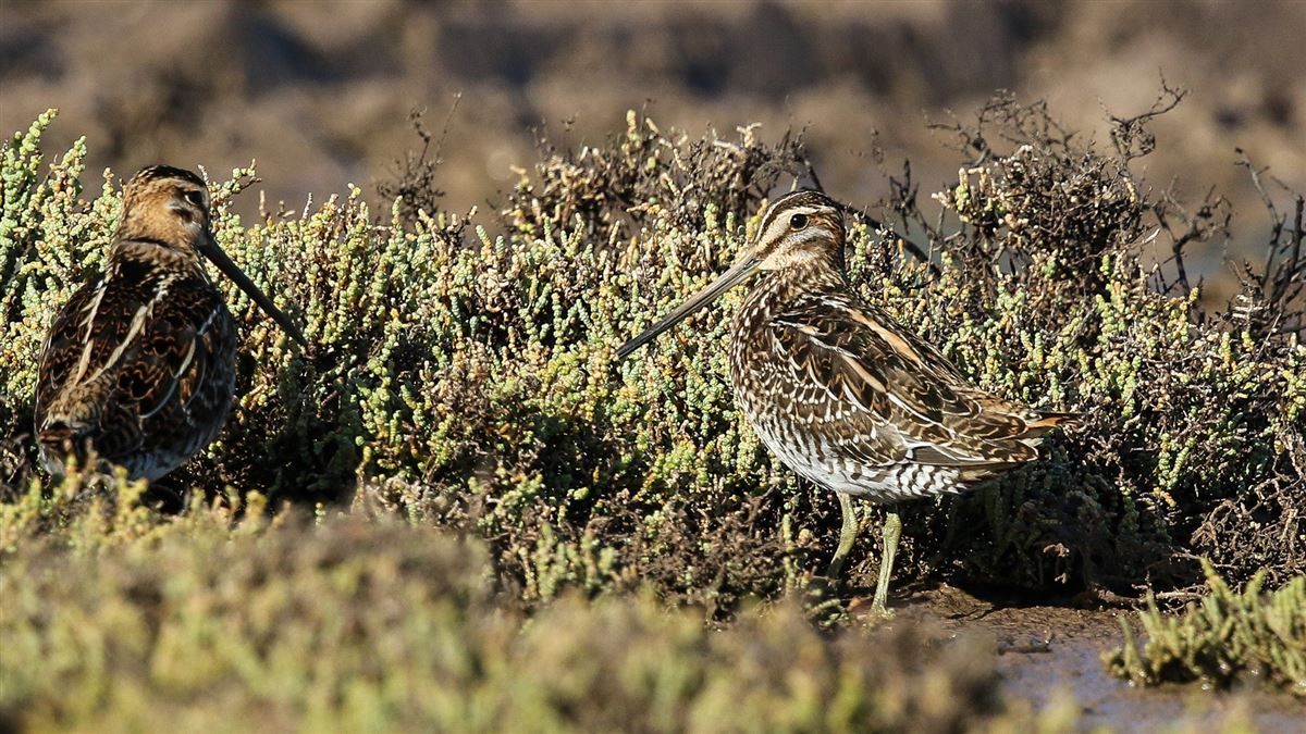 Common Snipe