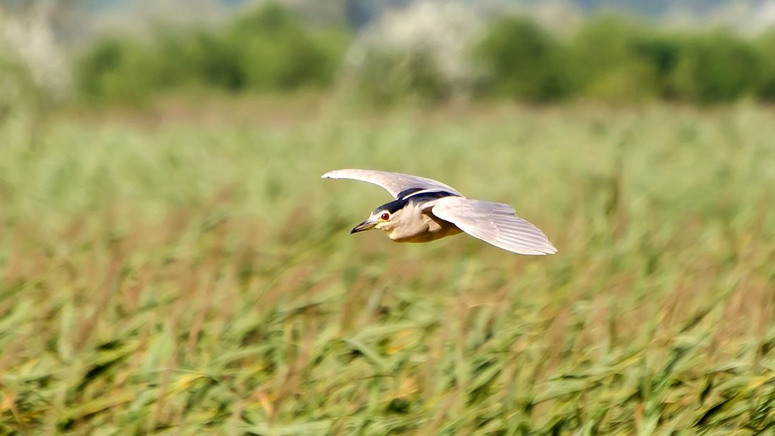 Black-crowned Night Heron