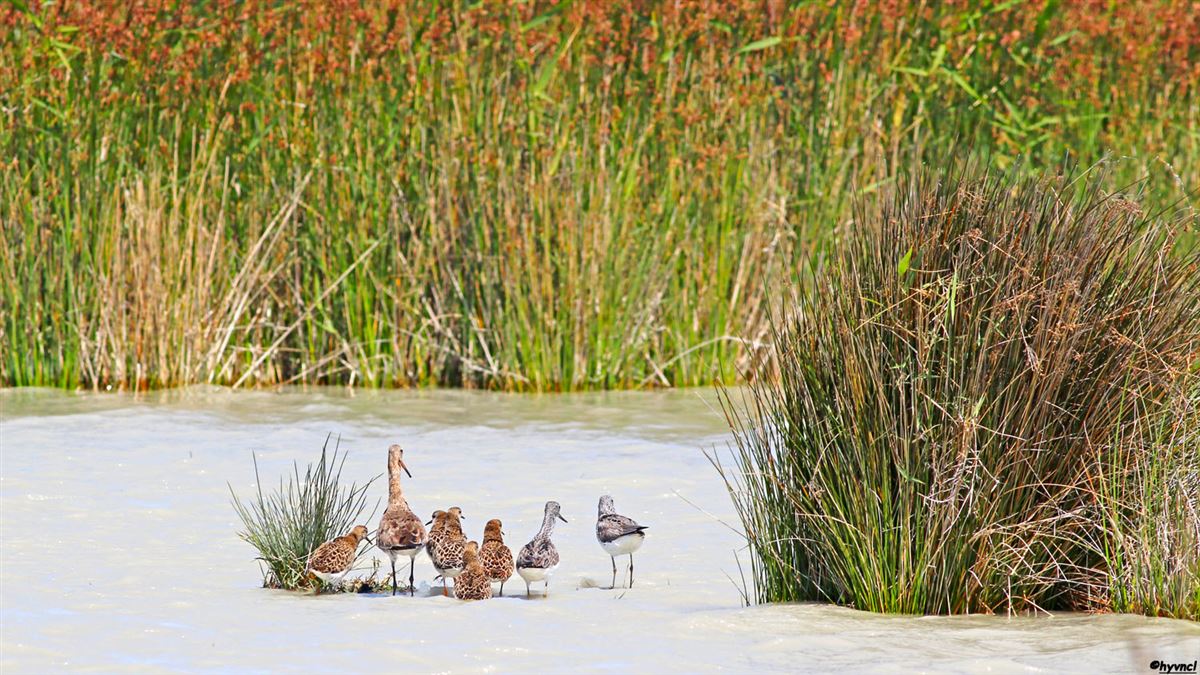 Black-tailed Godwit
