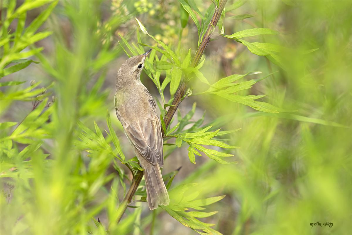 Booted Warbler