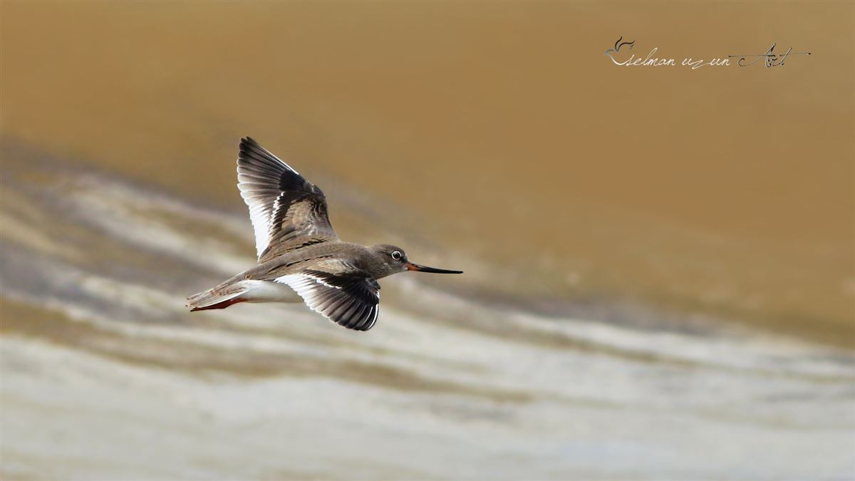 Terek Sandpiper