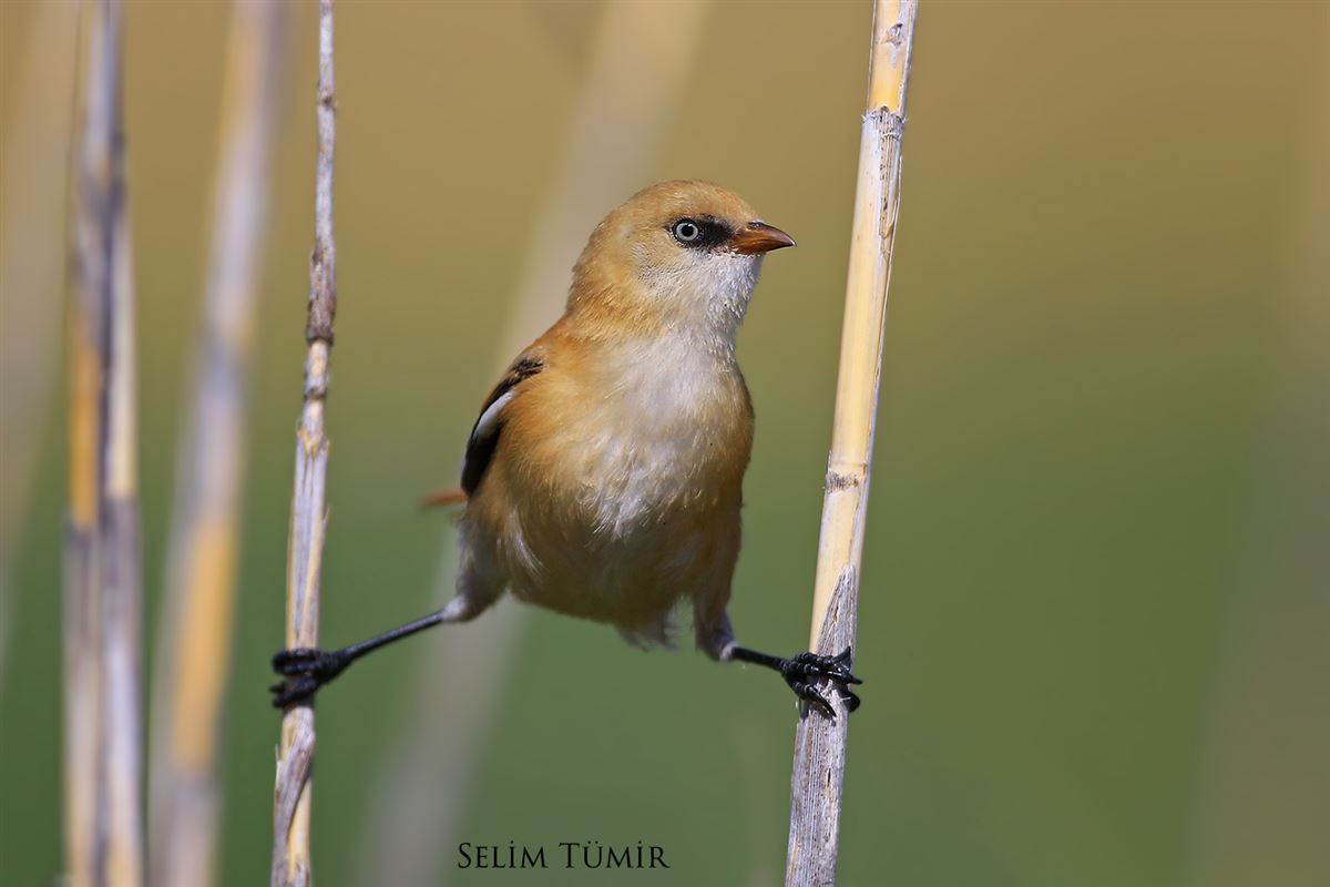 Bearded Reedling