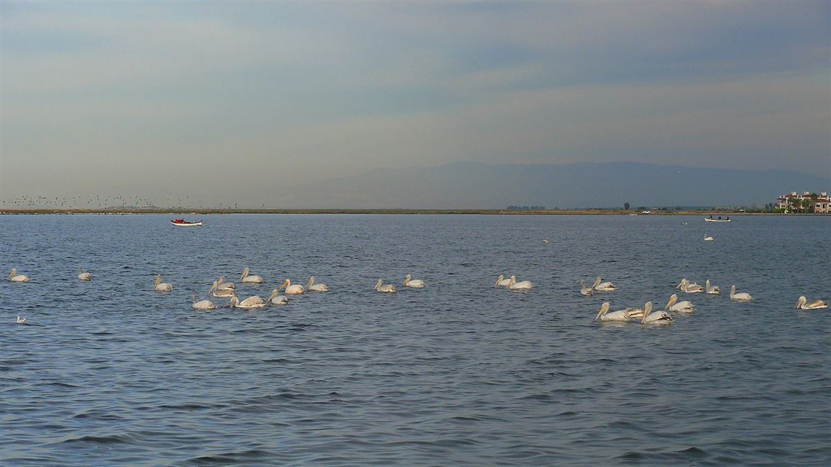 Dalmatian Pelican