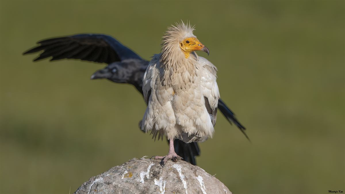 Egyptian Vulture