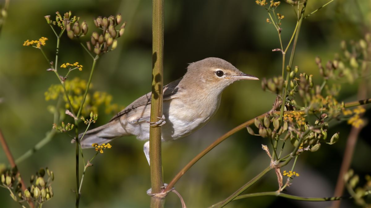 Eastern Olivaceous Warbler
