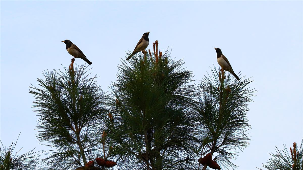 Black-throated Thrush