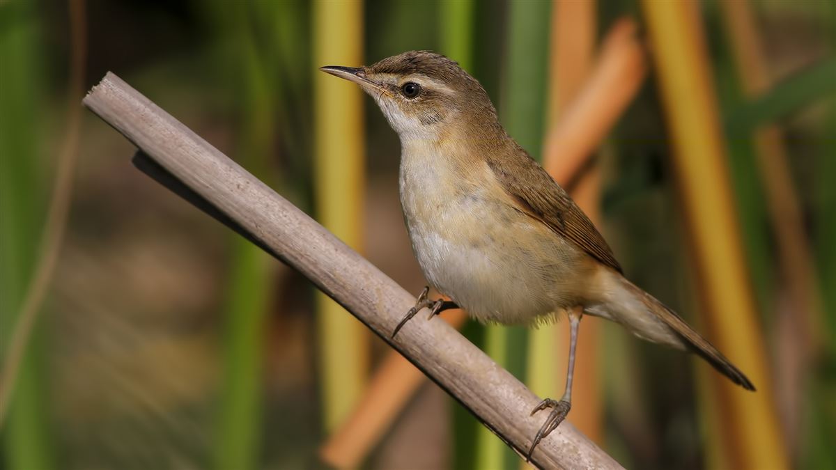 Paddyfield Warbler