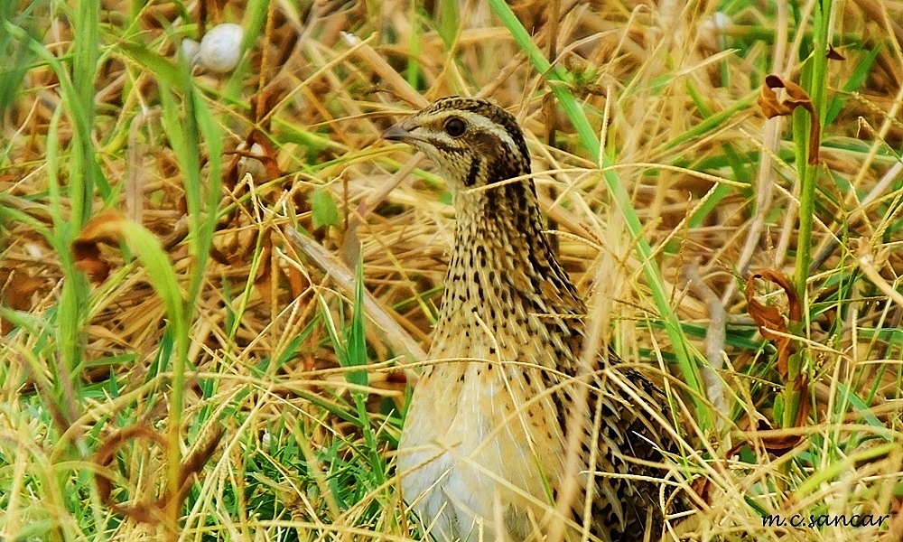 Common Quail