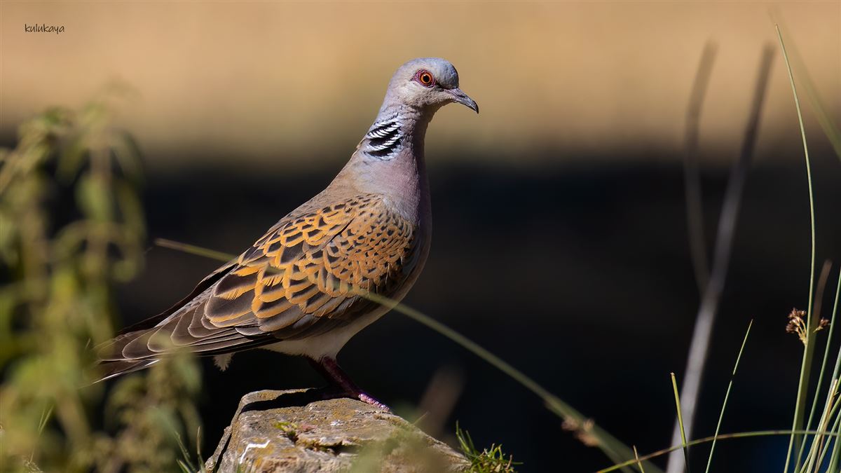 European Turtle Dove