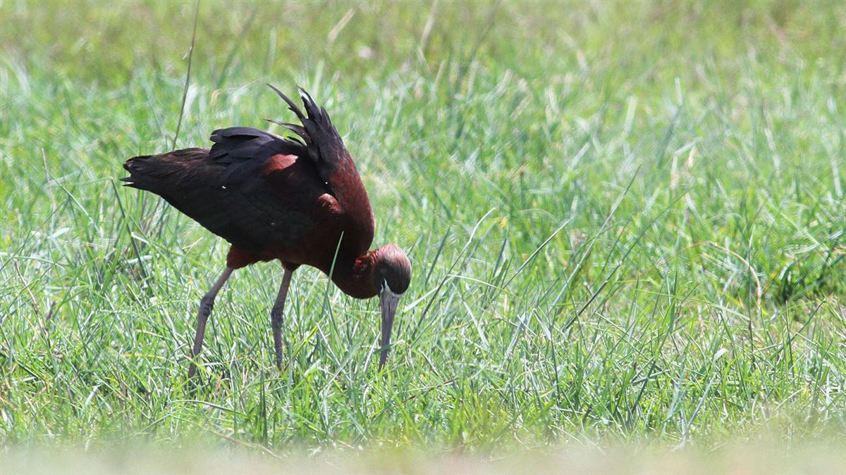 Glossy Ibis