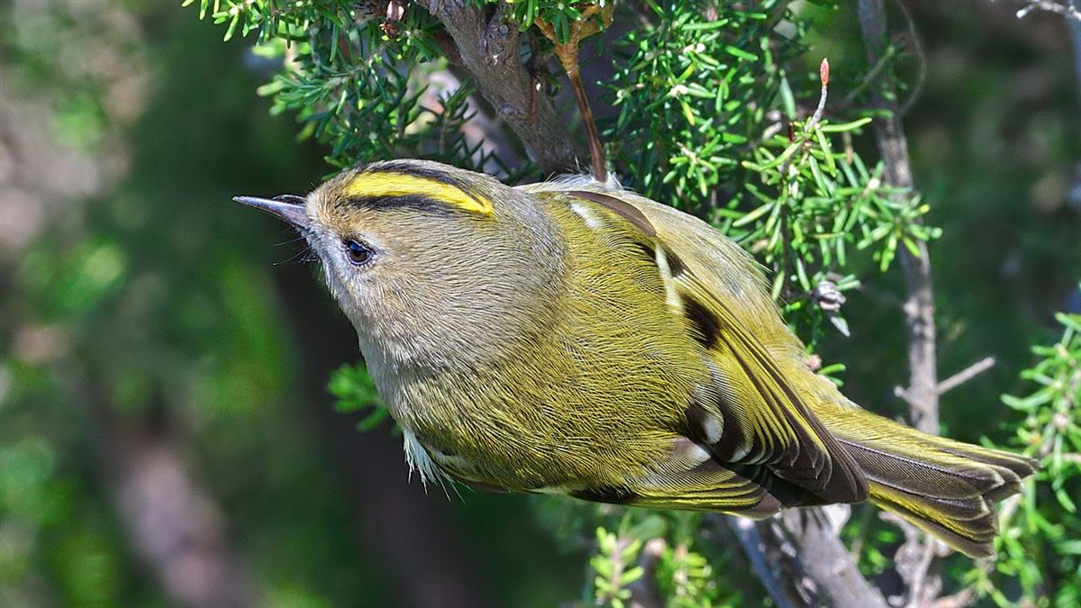 Goldcrest