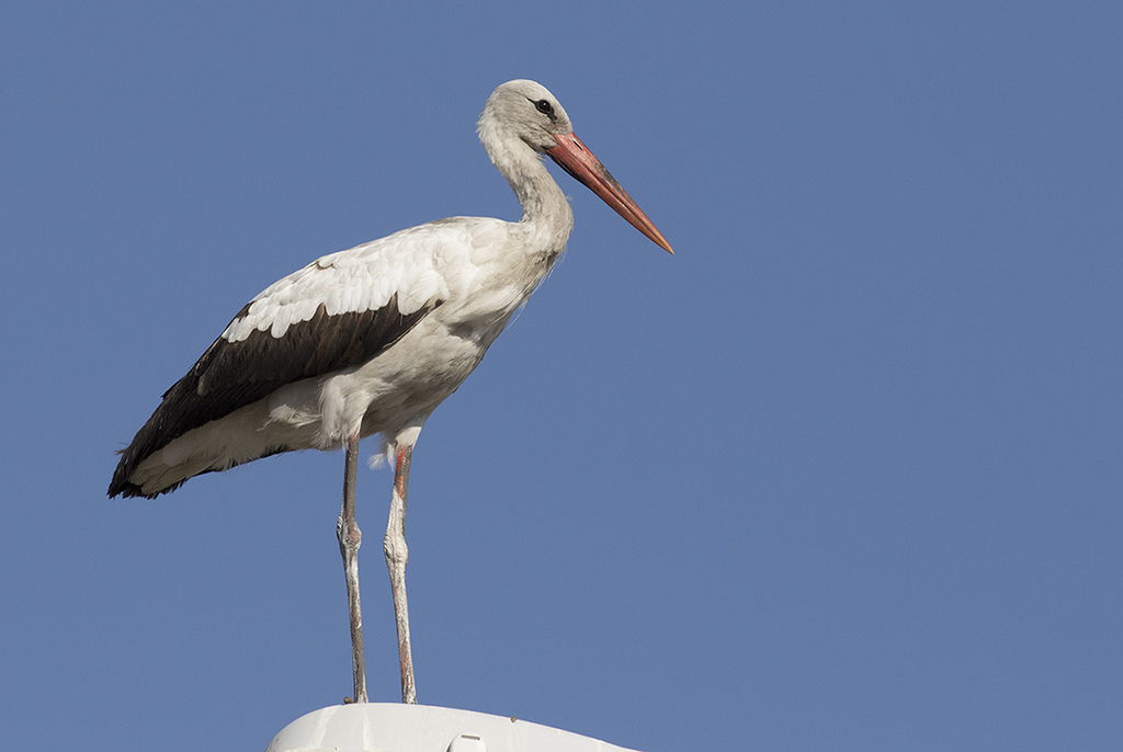 White Stork