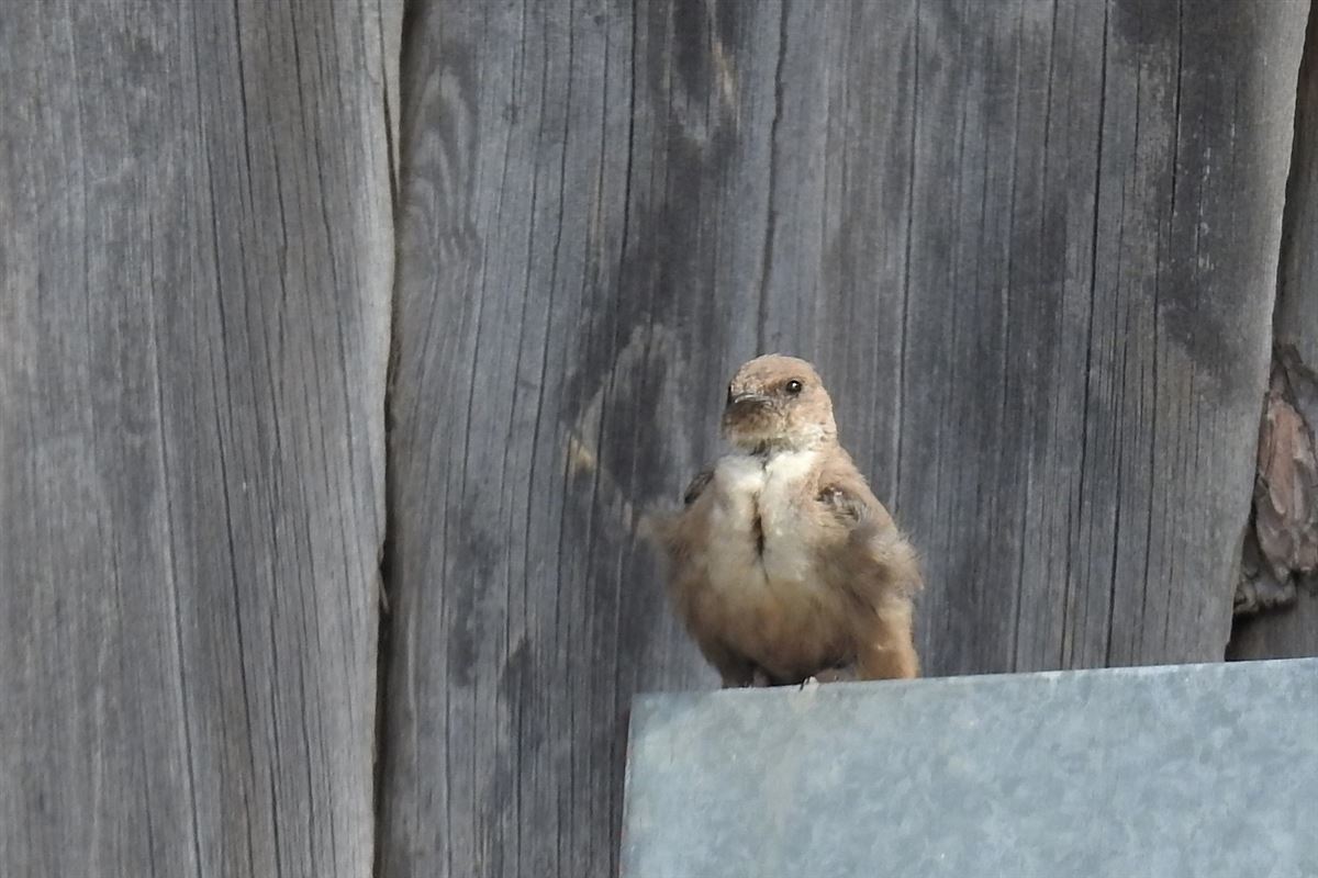 Eurasian Crag Martin