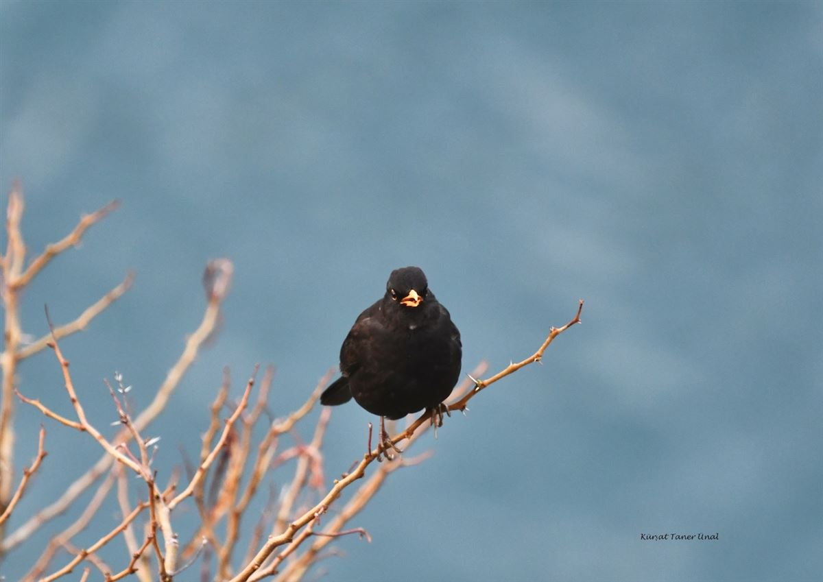 Common Blackbird