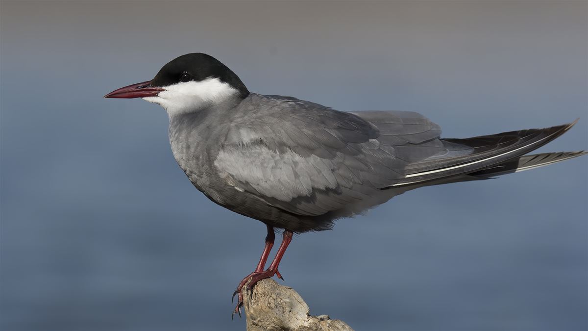 Whiskered Tern