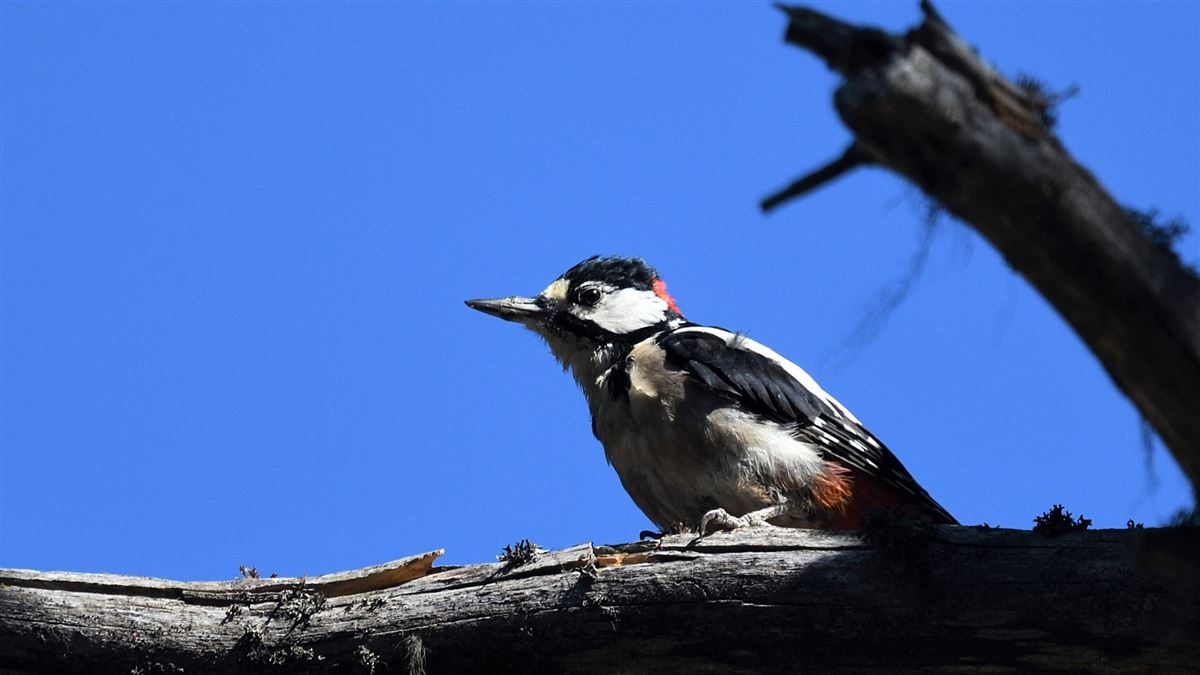 Great Spotted Woodpecker