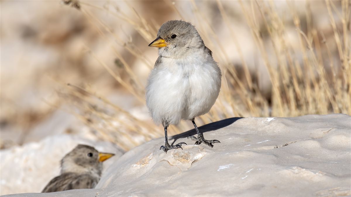 White-winged Snowfinch