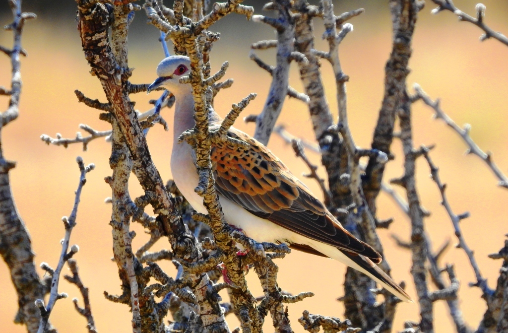 European Turtle Dove