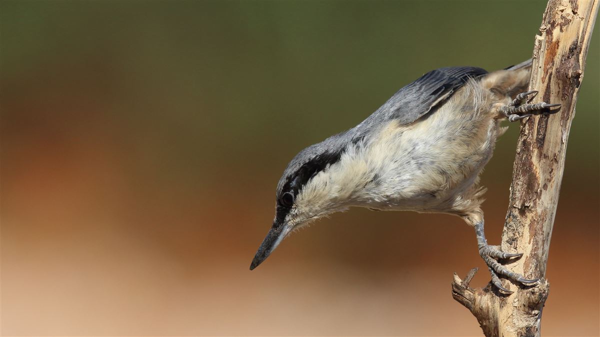 Western Rock Nuthatch