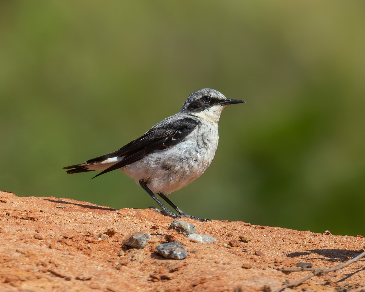 Northern Wheatear