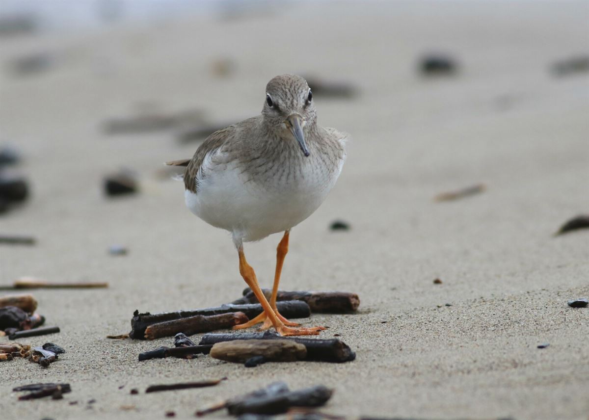 Terek Sandpiper