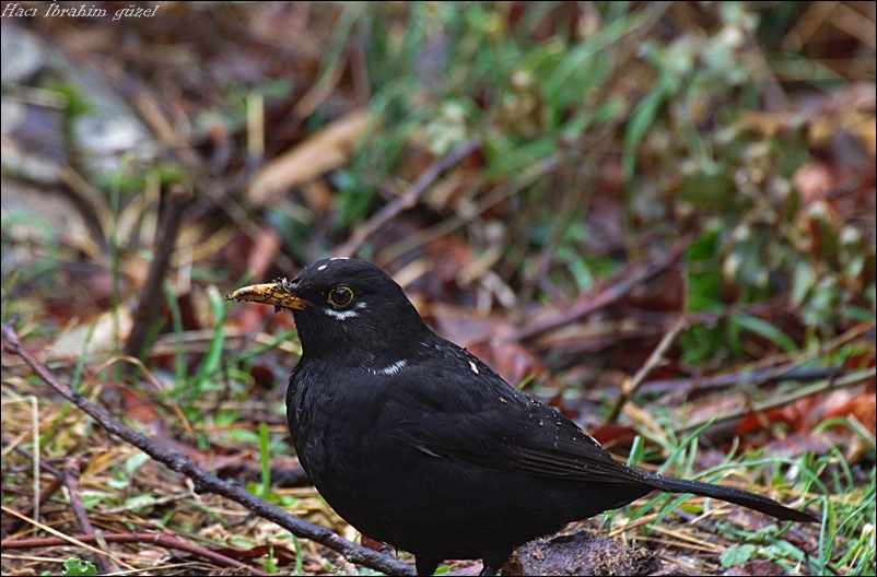 Common Blackbird