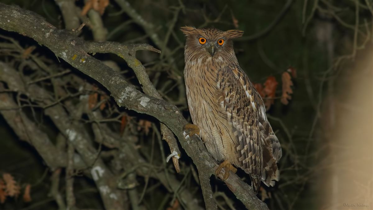 Brown Fish Owl