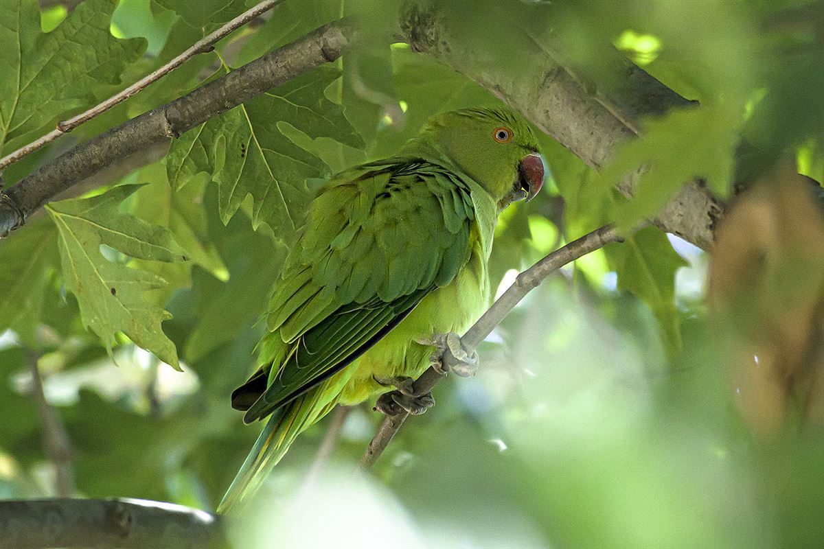 Rose-ringed Parakeet