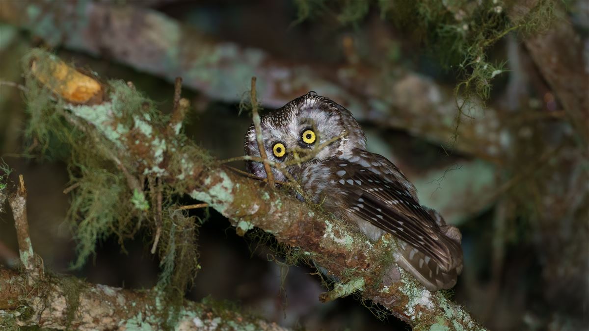 Boreal Owl
