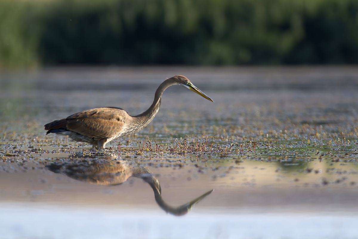 Purple Heron