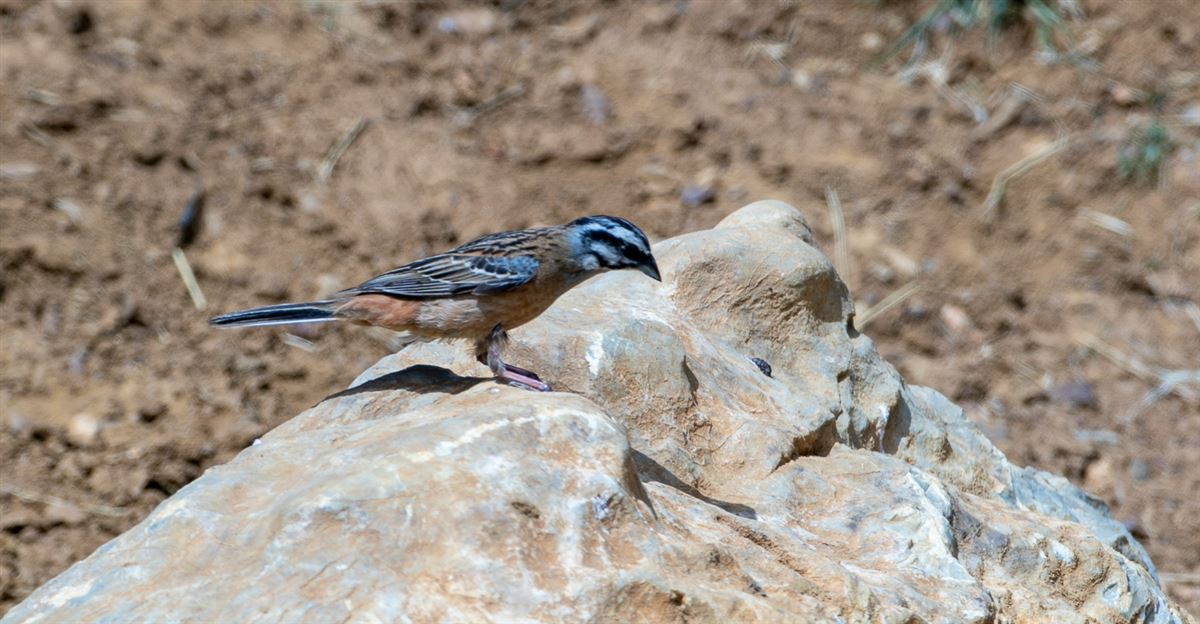 Kaya kirazkuşu