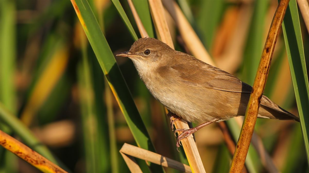 Savi`s Warbler
