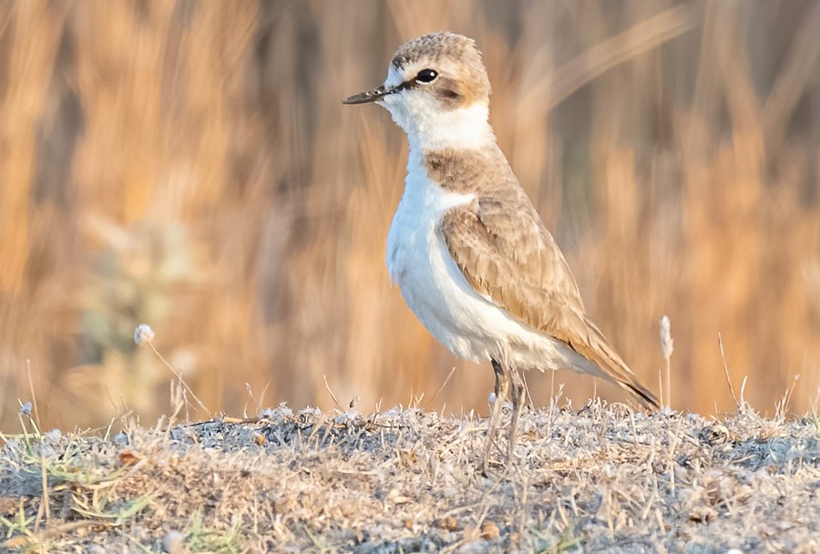 Kentish Plover